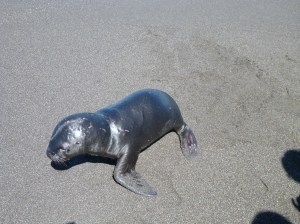 The stranded baby seal